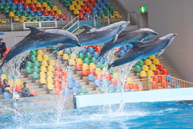 Dolphin & Seal Show Dubai