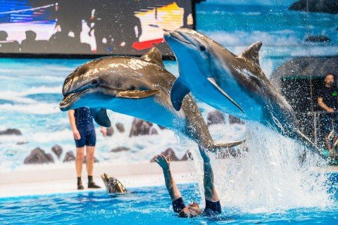 Sea World Abu Dhabi Tickets